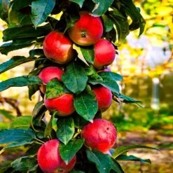 North Pole Columnar Apple Tree -Lanscapes Store Red Columnar Apple 3