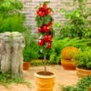 North Pole Columnar Apple Tree -Lanscapes Store Red Columnar Apple FGT 600x600 e47a1048 34b5 4ec4 a667 9e4025eb58f5