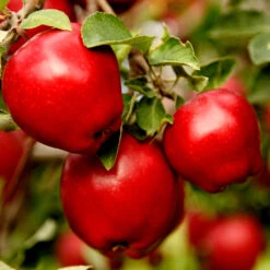 Apple Pollinator Pack -Lanscapes Store Red Delicious Apple 1
