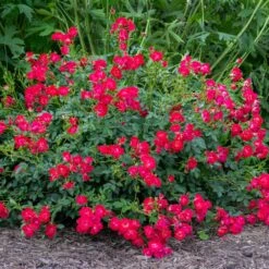 Red Drift® Rose -Lanscapes Store Red Drift Rose 1