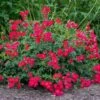 Red Drift® Rose -Lanscapes Store Red Drift Rose FGT 600x600 76ecb9b7 065a 4805 b83c c7846093451b
