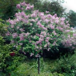 Red Pixie Lilac Tree -Lanscapes Store Red Pixie Lilac Tree 2