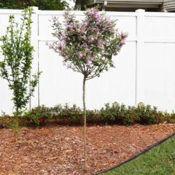 Red Pixie Lilac Tree -Lanscapes Store Red Pixie Lilac Tree 4 FGT