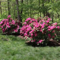 Red Rhododendron Shrub 9 Red Rhododendron Shrub -Lanscapes Store Red Rhododendron 1 FGT
