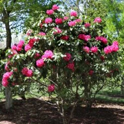 Red Rhododendron Shrub 10 Red Rhododendron Shrub -Lanscapes Store Red Rhododendron 3