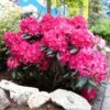 Red Rhododendron Shrub 2 Red Rhododendron Shrub -Lanscapes Store Red Rhododendron FGT 600x600 3a65a6f3 2b2f 42ff 9401 dd2ec7848eec