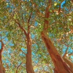 Red Rocket Crape Myrtle -Lanscapes Store Red Rocket Crape Myrtle