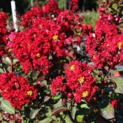 Red Rocket Crape Myrtle -Lanscapes Store Red Rocket Crape Myrtle FGT 2jpg