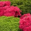 Red Ruffles Azalea Shrub -Lanscapes Store Red Ruffles Azalea FGT 600x600 211373a8 6e08 4035 b0a4 ef9e0dc8671b