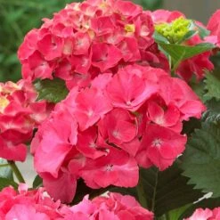 Red Sensation Hydrangea -Lanscapes Store Red Sensation Hydrangea 1 FGT