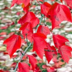 Red Sunset® Maple Tree -Lanscapes Store Red Sunset Maple 2