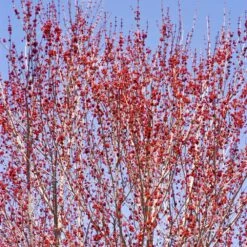 Red Sunset® Maple Tree -Lanscapes Store Red Sunset Maple 3