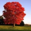 Red Sunset® Maple Tree -Lanscapes Store Red Sunset Maple FGT 600x600 01aa6ecd 05bf 4da3 9d82 bb06c1d9109b
