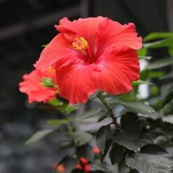 Red Tropical Hibiscus Tree -Lanscapes Store Red Tropical Hibiscus Tree 3 FGT