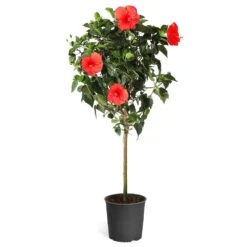 Red Tropical Hibiscus Tree -Lanscapes Store Red Tropical Hibiscus Tree 5