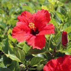 Red Tropical Hibiscus Tree -Lanscapes Store Red Tropical Hibiscus Tree 8 FGT