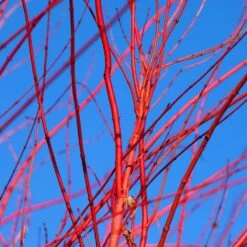 Red Twig Dogwood Shrub 12 Red Twig Dogwood Shrub -Lanscapes Store Red Twig Dogwood 3 FGT