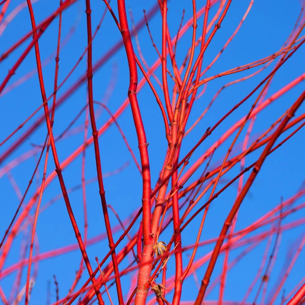 Red Twig Dogwood Shrub 6 Red Twig Dogwood Shrub - Image 4