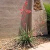 Red Yucca Plant -Lanscapes Store Red Yucca FGT 600x600 80b00be4 717d 4c3e ab0e afc2a46922ff