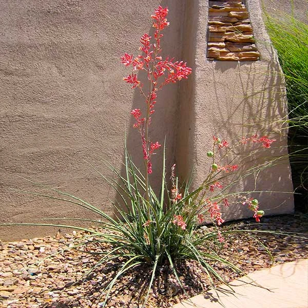 Red Yucca Plant 2 Red Yucca Plant