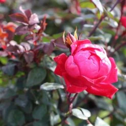 Double Knock Out® Rose -Lanscapes Store Red knockout rose 2