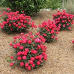 Double Knock Out® Rose -Lanscapes Store Red knockout rose 4