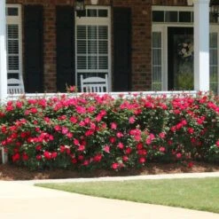 Double Knock Out® Rose -Lanscapes Store Red knockout rose 5 FGT