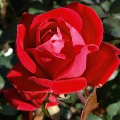 Double Knock Out® Rose -Lanscapes Store Red knockout rose 7 FGT