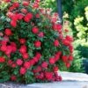 Double Knock Out® Rose 2 Double Knock Out® Rose -Lanscapes Store Red knockout rose FGT 600x600 10964f71 3bde 40ac 87ee b7ac043a9383