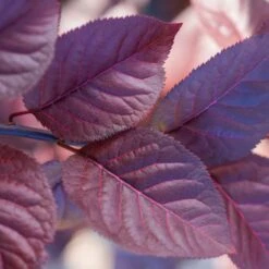 Purple Plunge Weeping Plum Tree -Lanscapes Store Redbud Purple Plunge 2 b8894708 2bb9 4f3e 8d30 7b3eeb931914