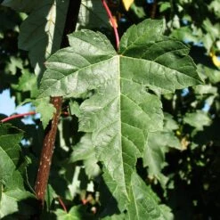 Redpointe® Maple -Lanscapes Store Redpointe Maple 2