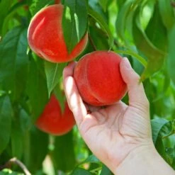 Redskin Peach Tree -Lanscapes Store Redskin Peach Tree 2 e9c01d97 fa04 41f6 8a13 505c58ca7343