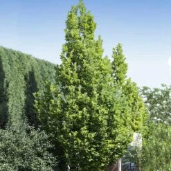 Regal Prince Oak Tree -Lanscapes Store Regal Prince Oak 1