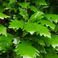 Regal Prince Oak Tree -Lanscapes Store Regal Prince Oak 2