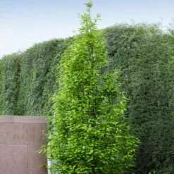 Regal Prince Oak Tree -Lanscapes Store Regal Prince Oak 3