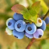 Reveille Blueberry Bush -Lanscapes Store Reville Blueberry 600x600 8060a79d 83ac 446b 8626 45e4229f1e3b