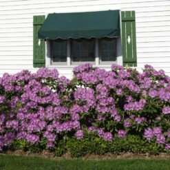 Lavender Rhododendron Shrub -Lanscapes Store Rhododendron Lavender 2 FGT