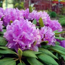 Lavender Rhododendron Shrub -Lanscapes Store Rhododendron Lavender 3 FGT
