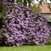 Lavender Rhododendron Shrub -Lanscapes Store Rhododendron Lavender FGT 600x600 9d084bfd 402e 4a14 904d c3667851a20a