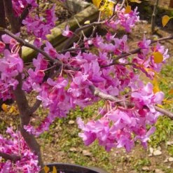 The Rising Sun™ Eastern Redbud Tree -Lanscapes Store Rising Sun Redbud 6