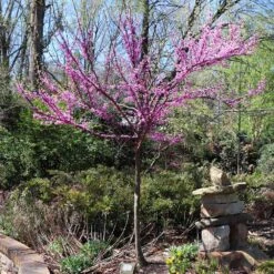 The Rising Sun™ Eastern Redbud Tree -Lanscapes Store Rising Sun Redbud 7
