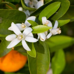 Robertson Navel Orange -Lanscapes Store Robertson Navel Orange 1