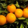 Robertson Navel Orange -Lanscapes Store Robertson Navel Orange FGT 600x600 a9f66161 ec44 4cfb 838f b40ef8e18604