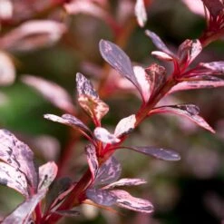 Rose Glow Barberry Shrub -Lanscapes Store Rose GLow Barberry 1 FGT