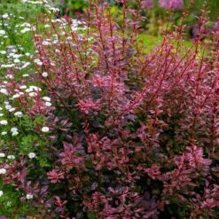 Rose Glow Barberry Shrub -Lanscapes Store Rose GLow Barberry 3 FGT