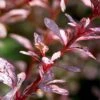 Rose Glow Barberry Shrub -Lanscapes Store Rose GLow Barberry FGT 600x600 fce267bf 276b 4fd5 bc60 84261762ad55