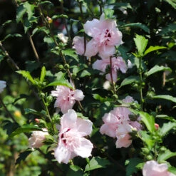 Pink Rose Of Sharon Althea Tree -Lanscapes Store Rose of Sharon Althea 3 FGT