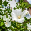 White Rose Of Sharon Althea Tree -Lanscapes Store Rose of Sharon Tree White FGT sinlge 600x600 ce00831d 236e 4a00 ae4d 382b590a5bd4