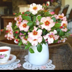 Raspberry Kiss™ Rose Tree -Lanscapes Store Rosemarry Kiss Rose tree 1