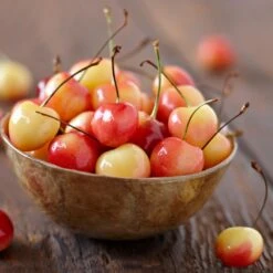 Royal Ann Cherry Tree -Lanscapes Store Royal Ann CHerry Tree 1 FGT